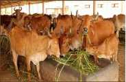 Cess Govansh boosted in bhilwara