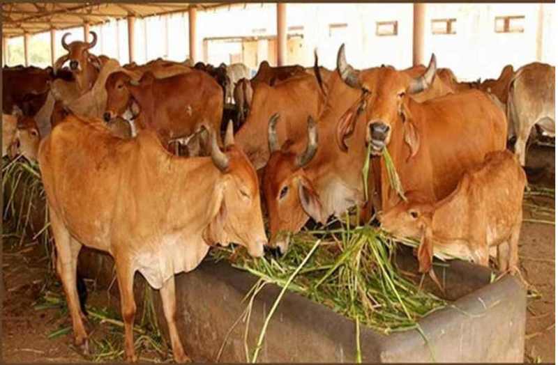 Cess Govansh boosted in bhilwara