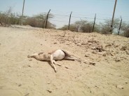Killed 50 deer in a month in lathi jaisalmer
