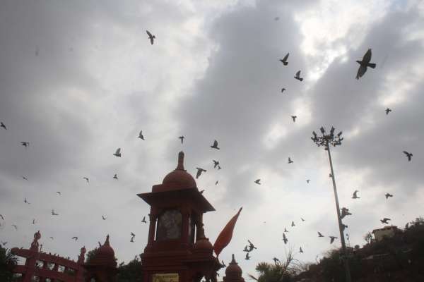 beautiful pics of birds