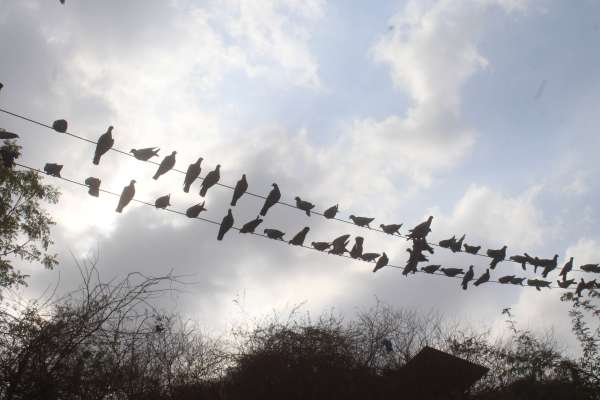 beautiful pics of birds