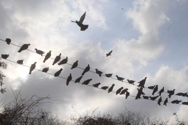 beautiful pics of birds