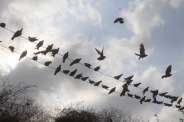 beautiful pics of birds