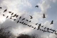 beautiful pics of birds