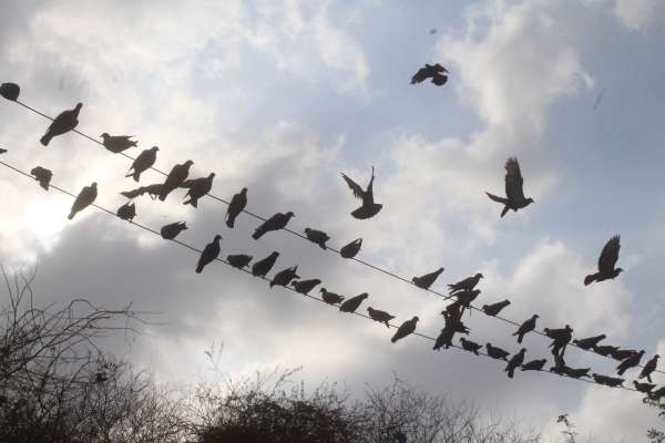 beautiful pics of birds