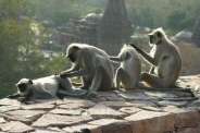 research on hanuman langur