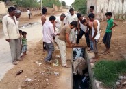 Cow and bull Fall into open drain