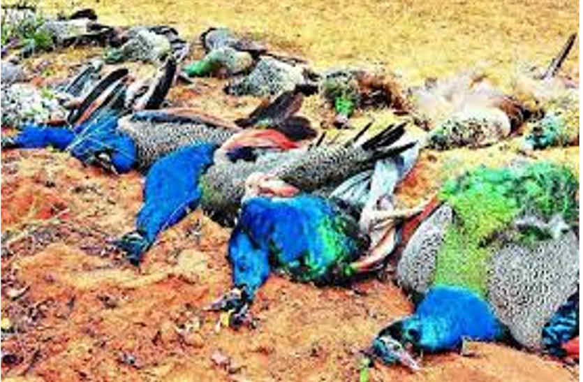 Killing of peacocks in bhilwara