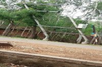 raisen, raisen news, raisen patrika, patrika news, patrika bhopal, bhopal mp, tree, enviroment, save tree, Eucalyptus, Neem, Deforestation, 