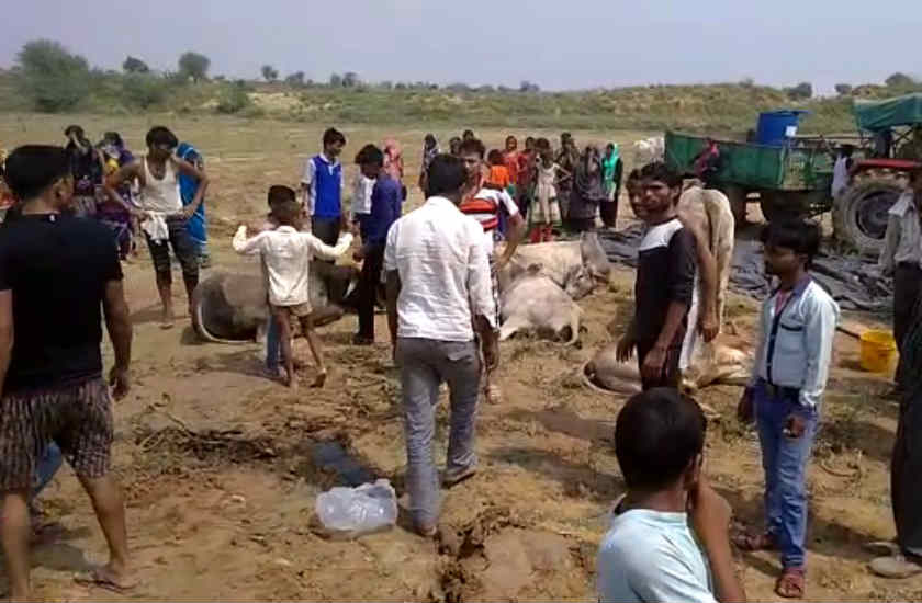 पार्वती नदी के बीहड़ में गायों से भरी ट्रक छोड़कर भागे गोकश