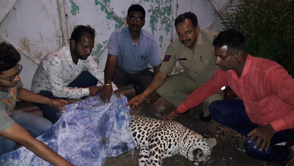  vehical-knocked-panther-while-crossing-highway-death-on-the-spot