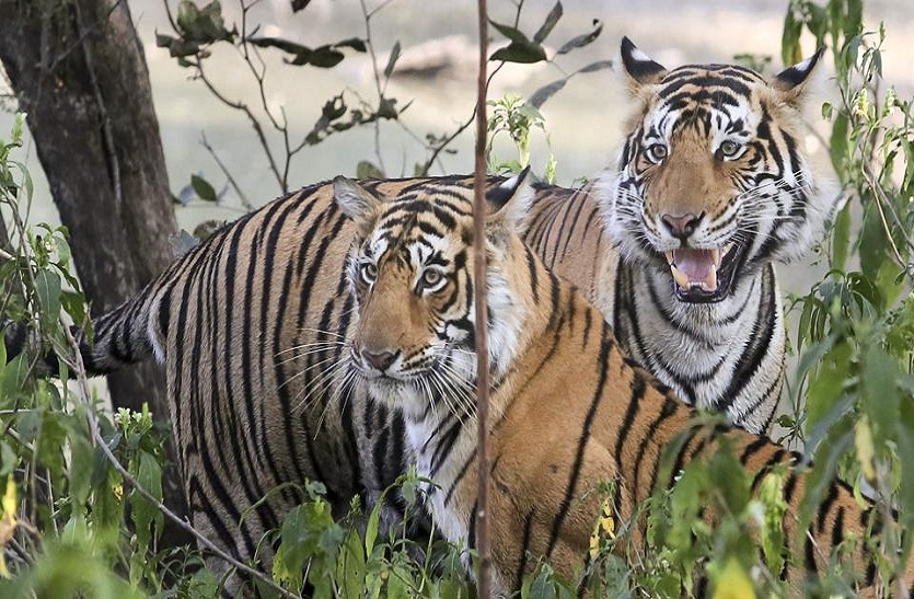 sawaimadhopur tiger