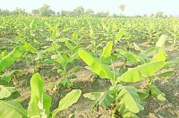 Hi-tech Farming: Farmers will cultivate banana in Rewa for gov support