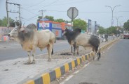Stray animals
