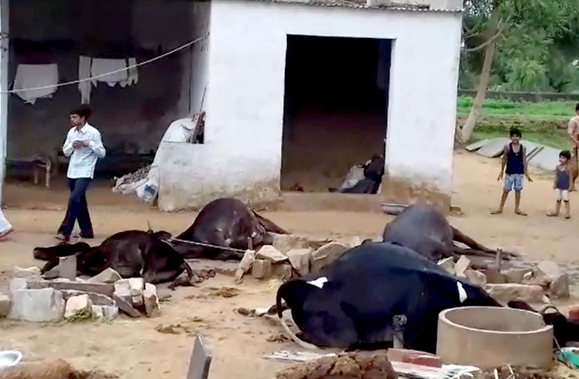 current in house 5 animal died in sikar industrial area breaking