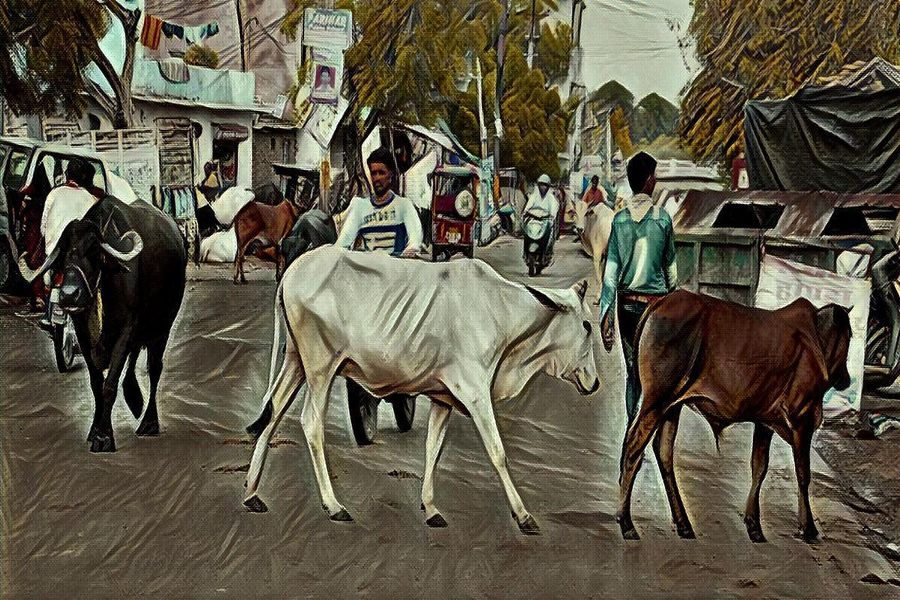 cattle