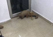 Pangolin