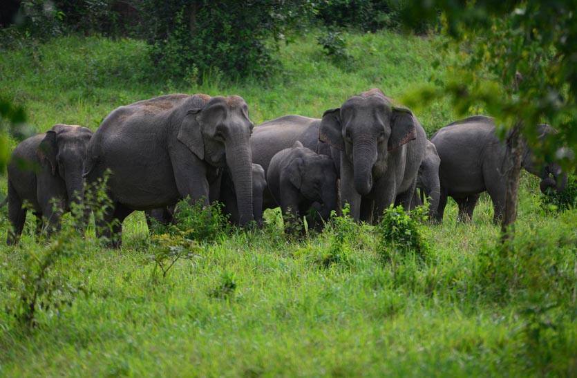 wild elephants news