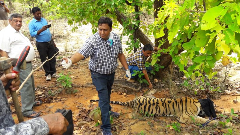 tigress shift from MP, in odisha tiger reserve, hindi news
