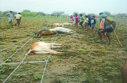 animal death