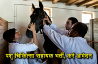 Veterinary Assistant Surgeons