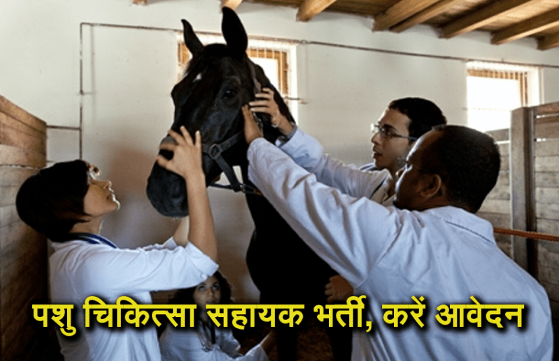 Veterinary Assistant Surgeons