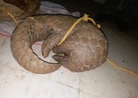 Pangolin