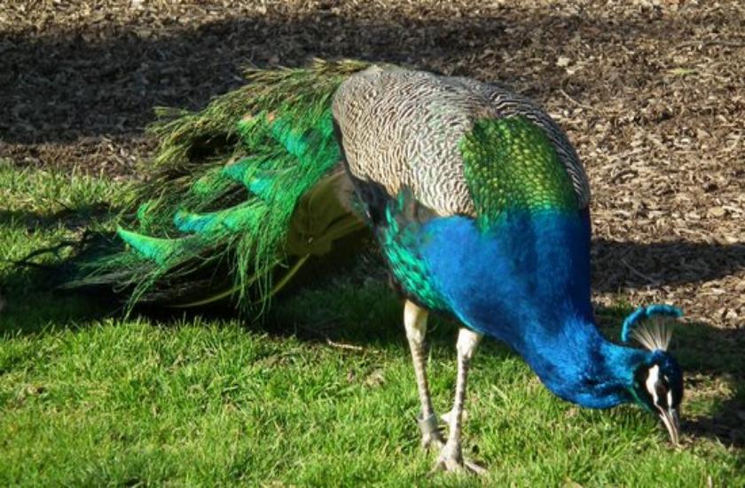 Peacock halts delhi metro yellow line for 30 minutes