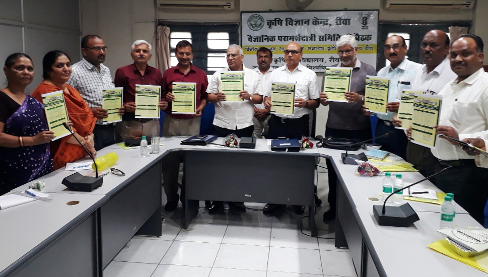 Scientist suggestion for farmer, Sowing of paddy from SRI technique