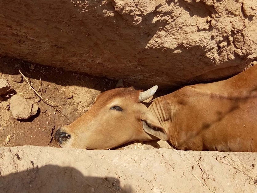 animals injured by Falling into open pits