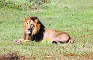 lion