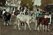 cattle
