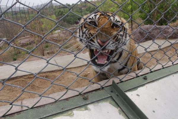 ऐसे किया अपने राज्य में स्वागत