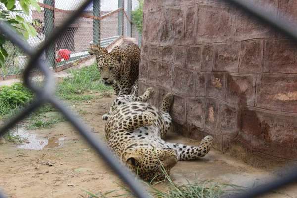 खा रहे गुलेटियां