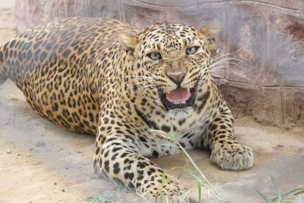 आखों में आई चमक