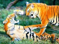 panna tiger reserve will remain closed in monsoon