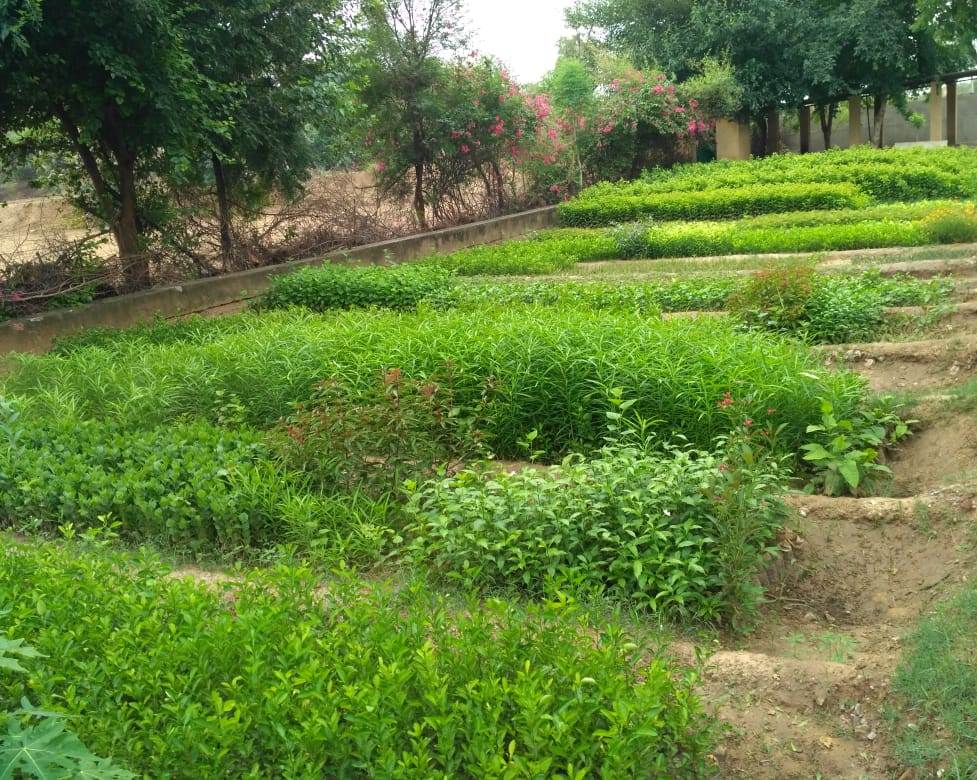 30,000 plants prepared in Pechupada Kalan Nursery