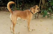 अरे ये गजब हो गया, सोशल मीडिया में अब ये कुत्ता वायरल हो गया, पढि़ए क्या है खास...