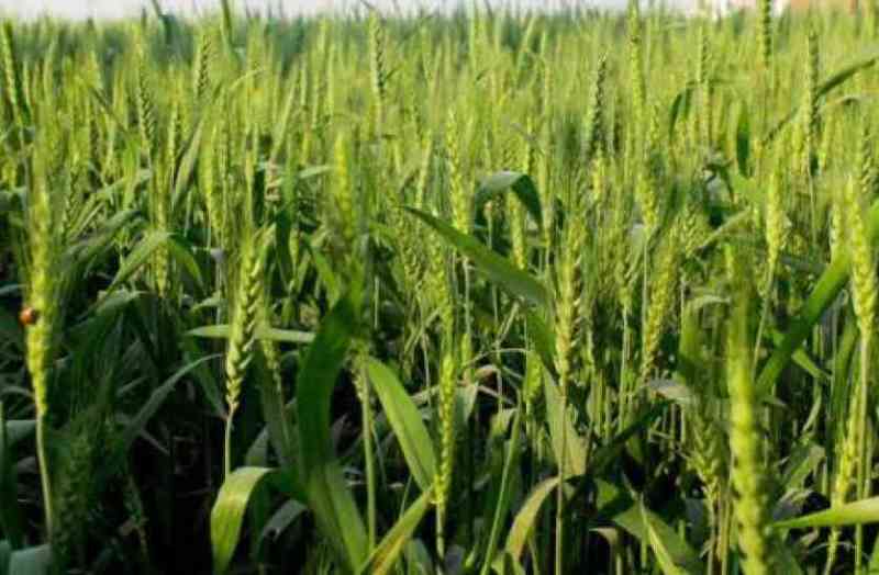 Kisan credit card scheme