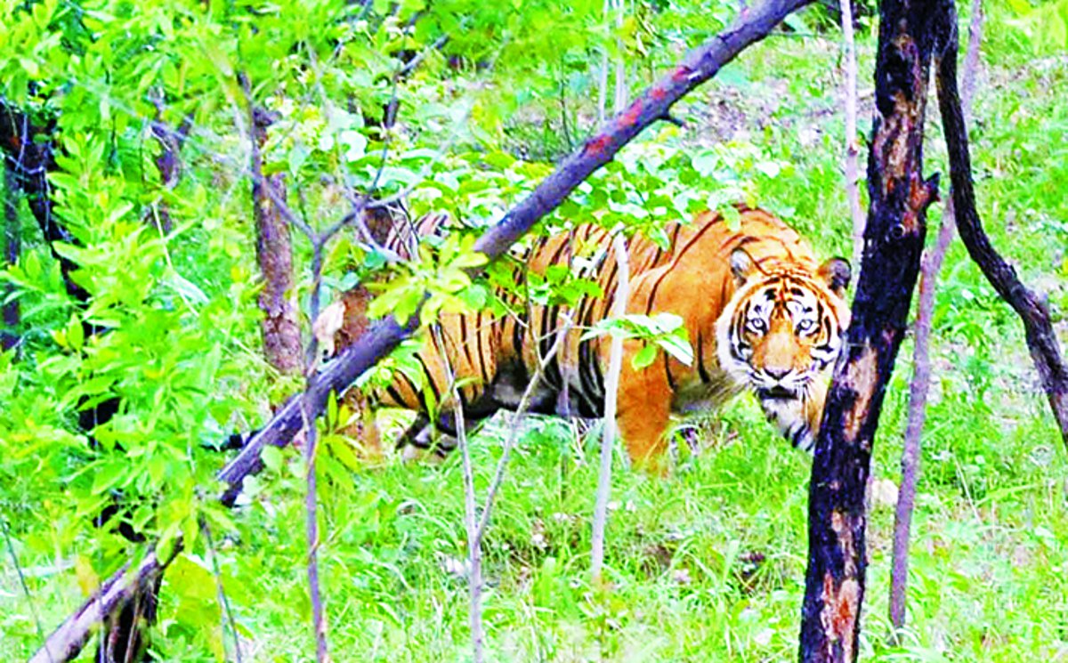Underpass bridge will be built for Tiger
