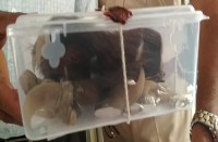 lion's paw, nails and old foreign and Indian currency, trader arrest