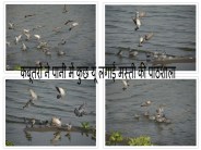 beautiful pics of pigeon in anasagar lake