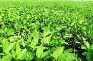 Alert released for farmers in bhilwara