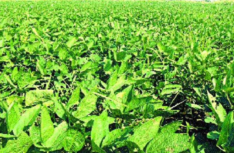 Alert released for farmers in bhilwara