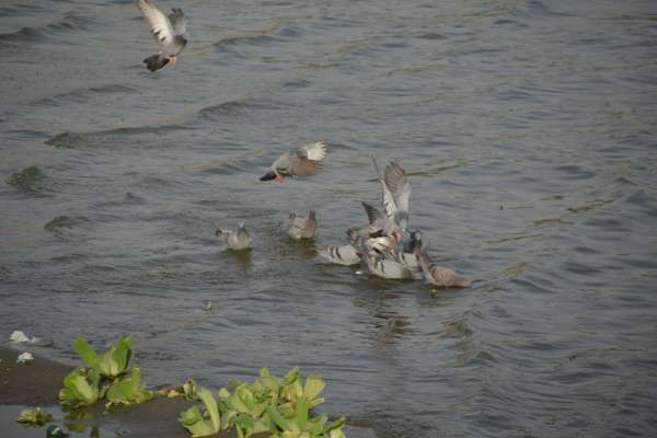 beautiful pics of pigeon in anasagar lake