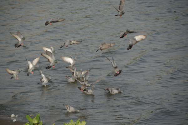 beautiful pics of pigeon in anasagar lake