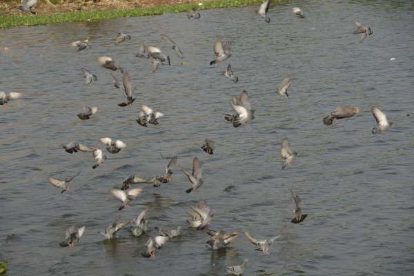 beautiful pics of pigeon in anasagar lake