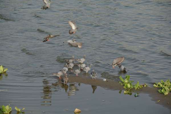 beautiful pics of pigeon in anasagar lake