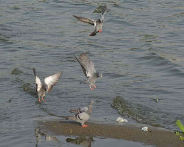 beautiful pics of pigeon in anasagar lake