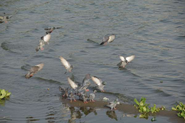 beautiful pics of pigeon in anasagar lake